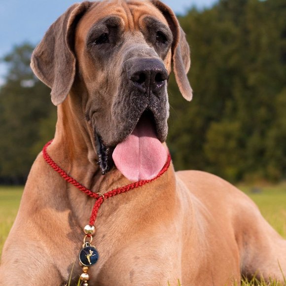 Disney Peter Pan-Pet Tag "Tinkerbell", Tag accessory for pet collar - Picture 2 of 2